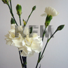 white carnation